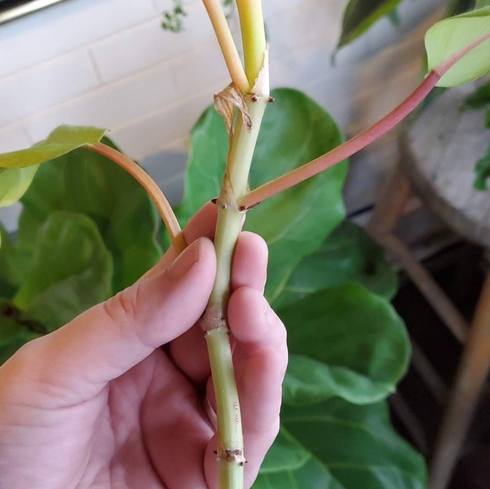 Lightly variegated Golden Goddess Philodendron